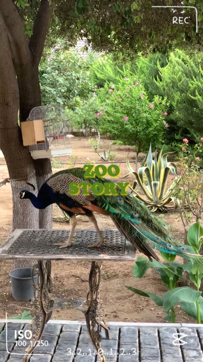 História Do Zoológico