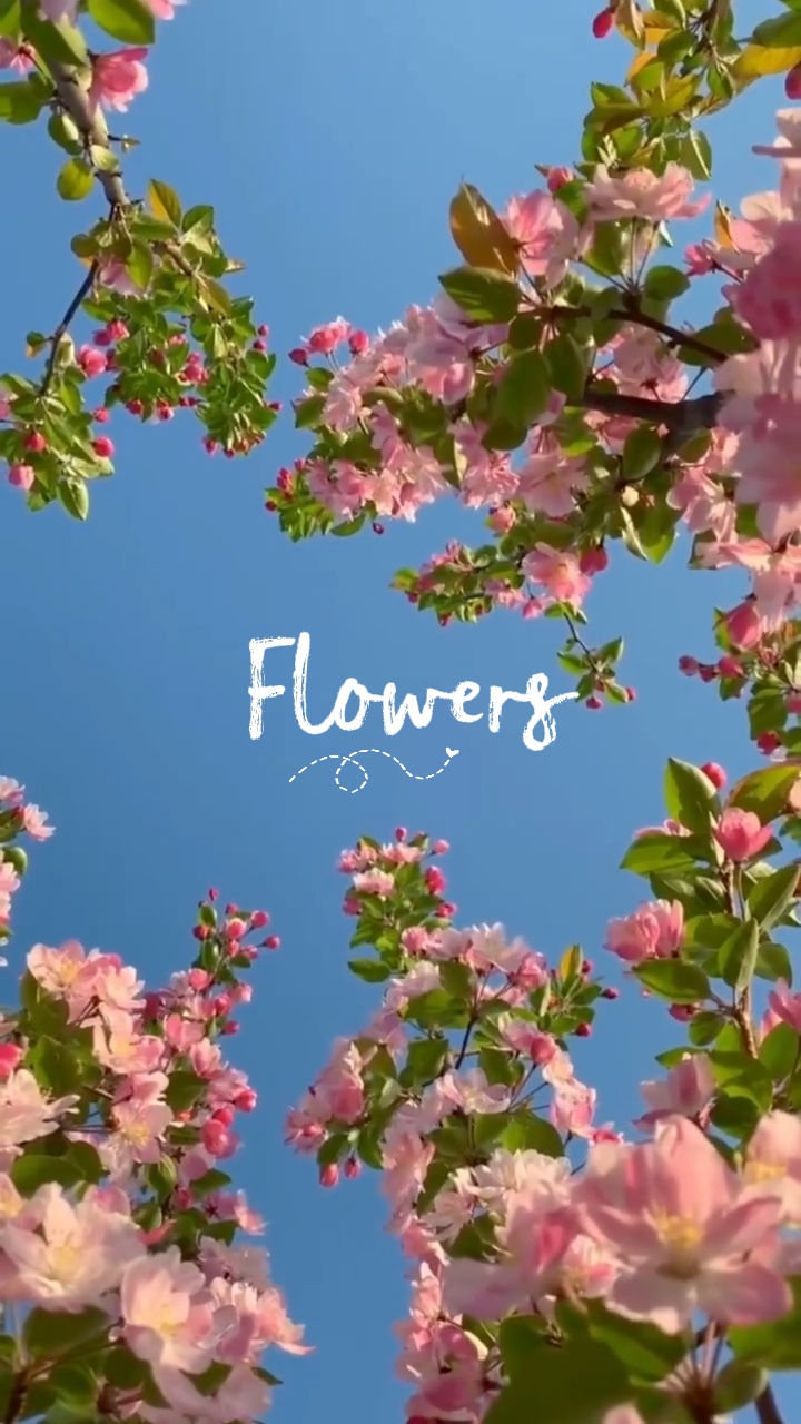 Flores
