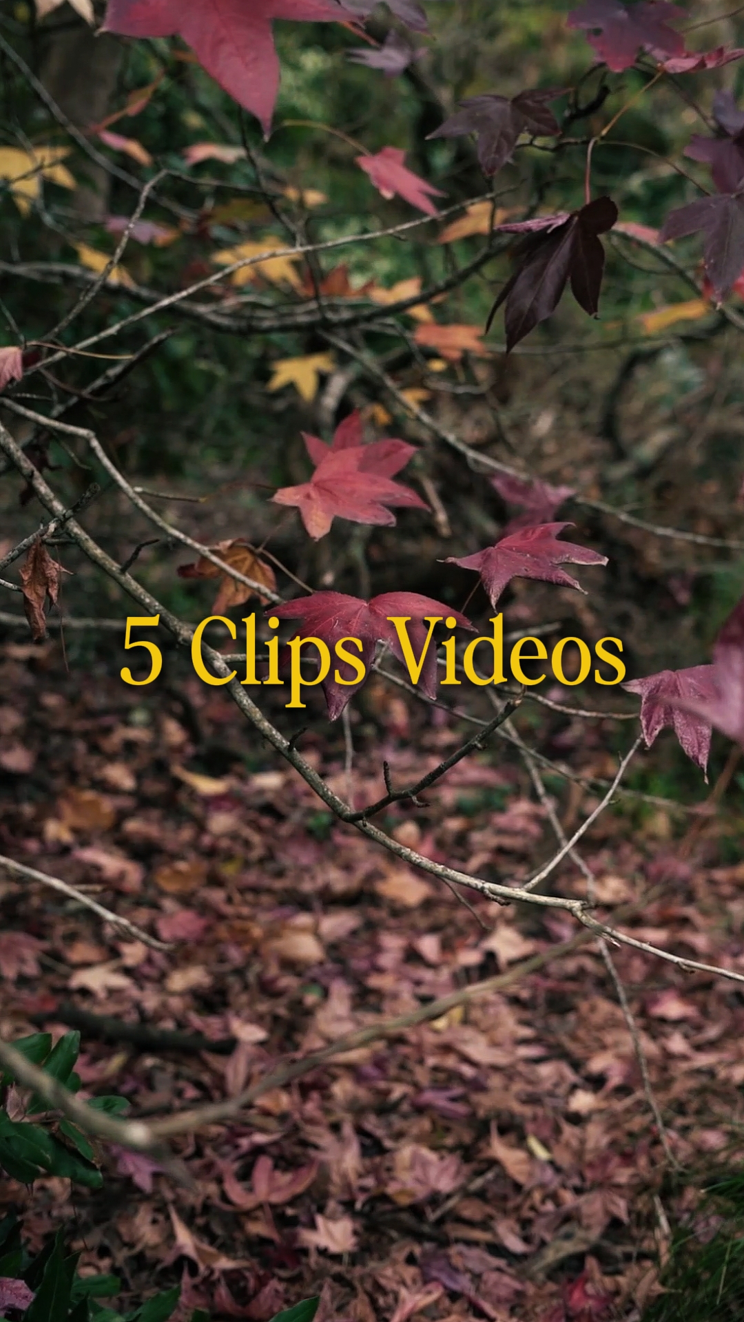 Cinematográfico 5 Vídeos
