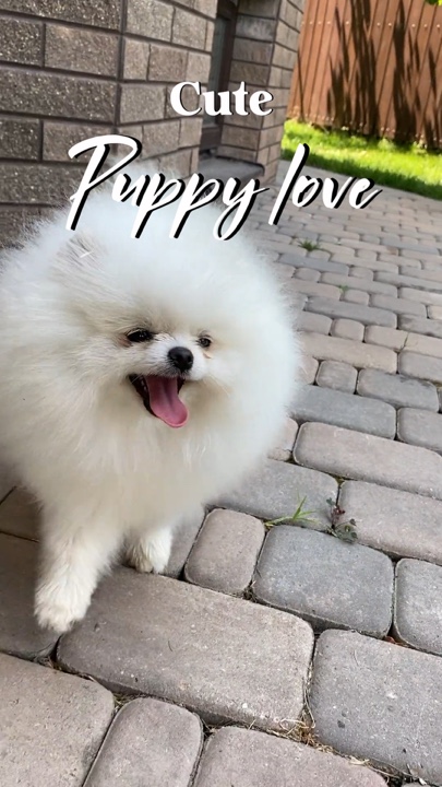 Lindo perrito