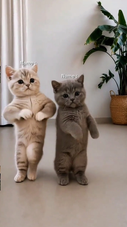 Funny Dance Cat Tren