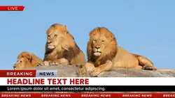 Breaking News