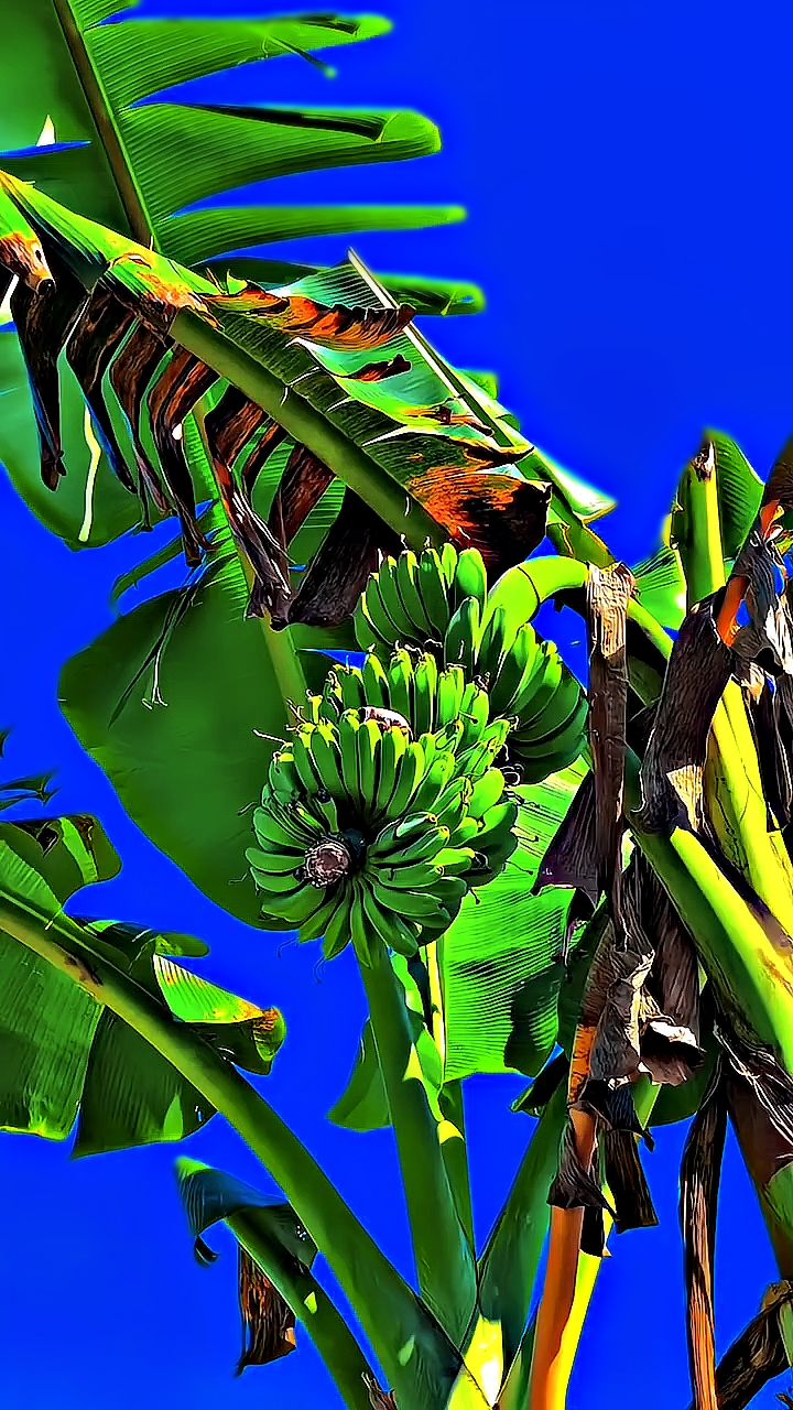 4K HD