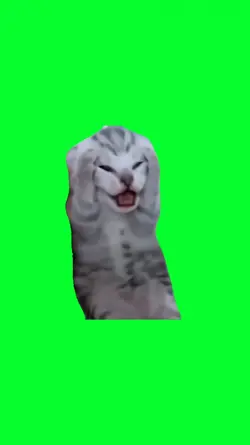 screaming kitten