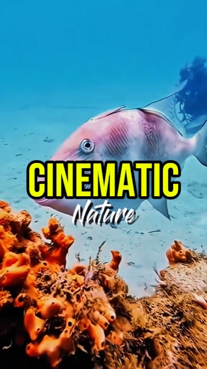 Cinématique