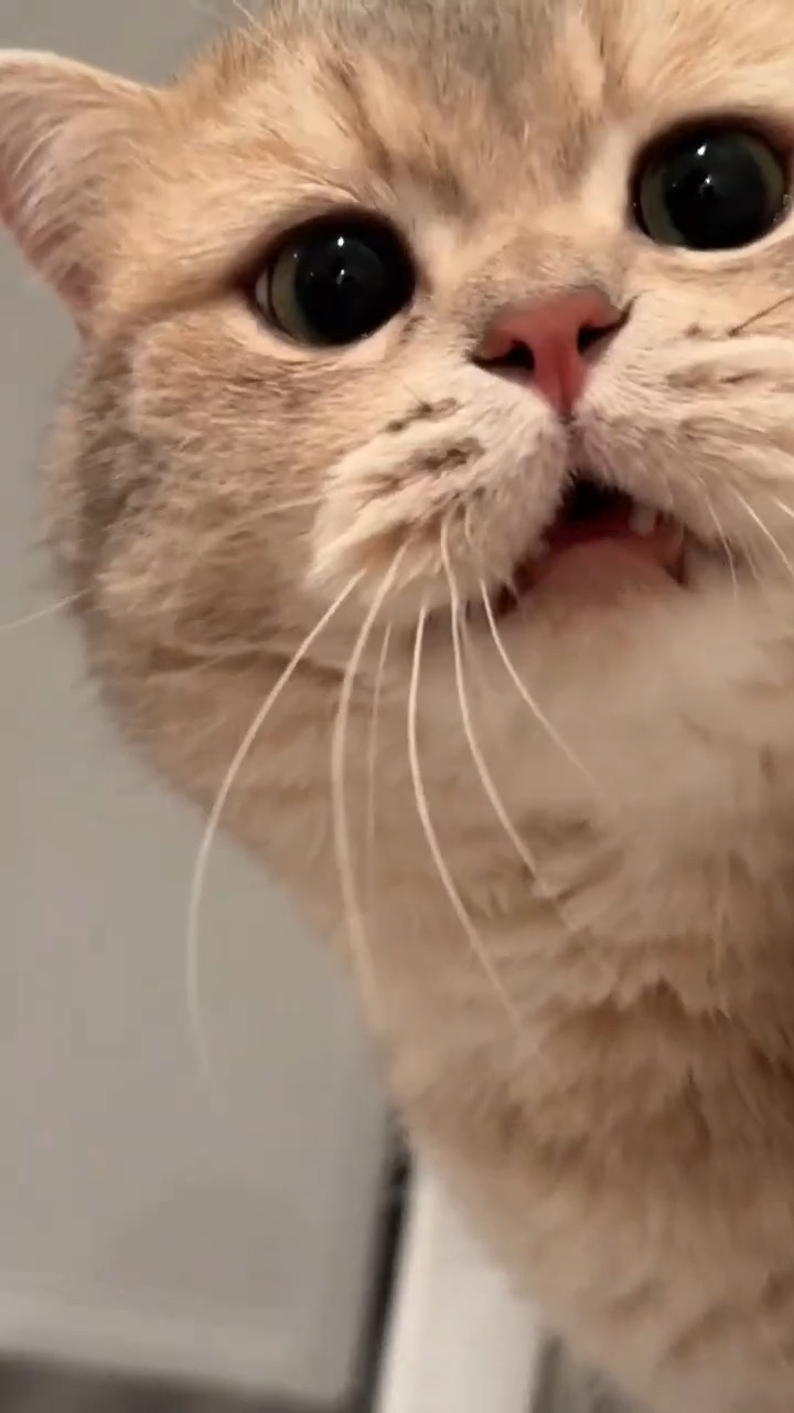 Gatito lindo