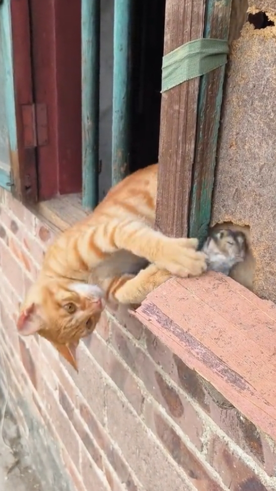 funny animal haha