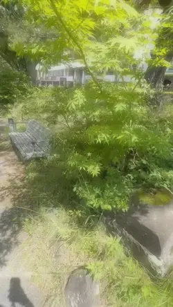 儚い