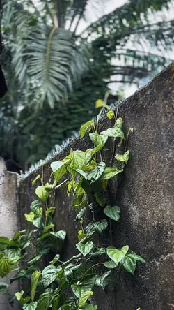 SEDIA AKU SBLM HUJAN