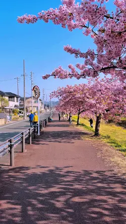 桜🌸🌸🌸