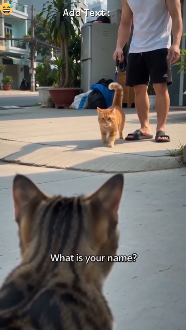 Drama Kucing Lucu 