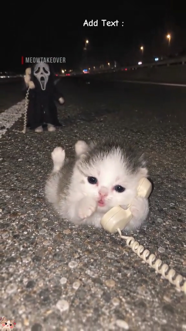 funny Cat 
