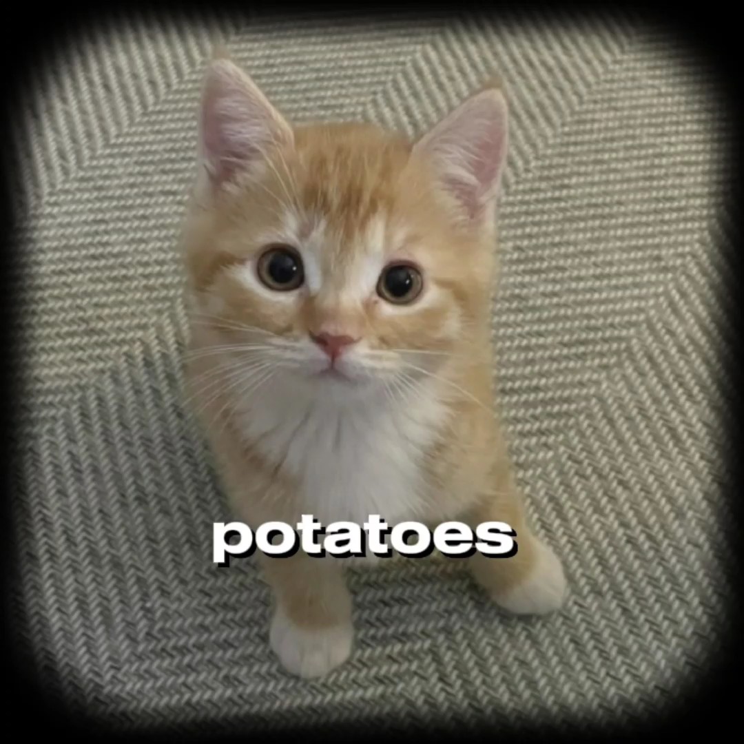 Me gustan las papas 