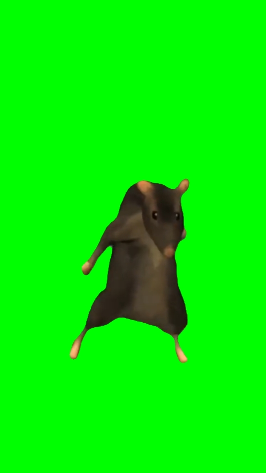 쥐 춤 
