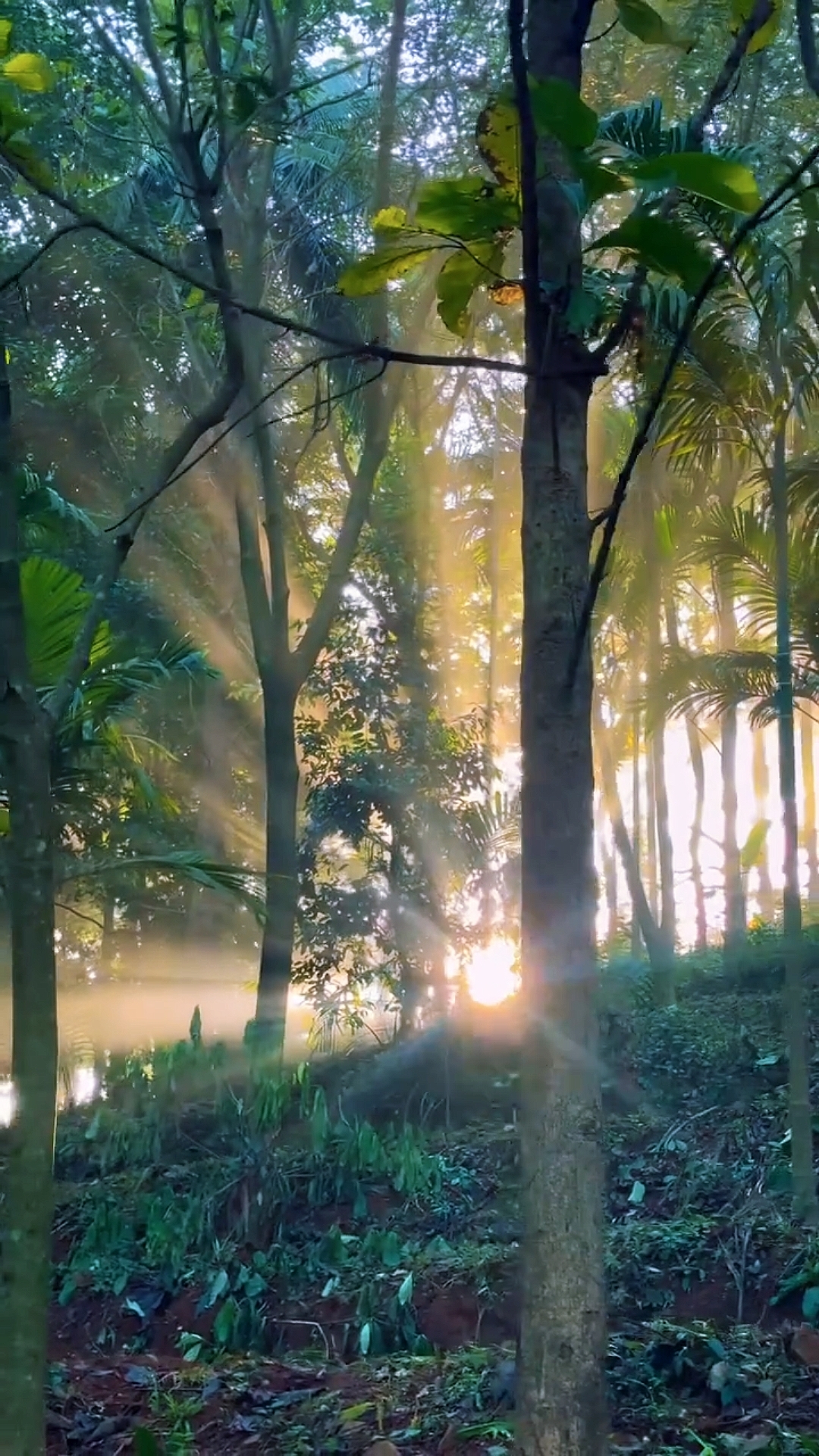 nature estetik hd