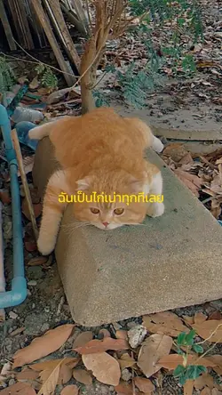 ฉันเป็นไก่เน่าทุกทีเลย