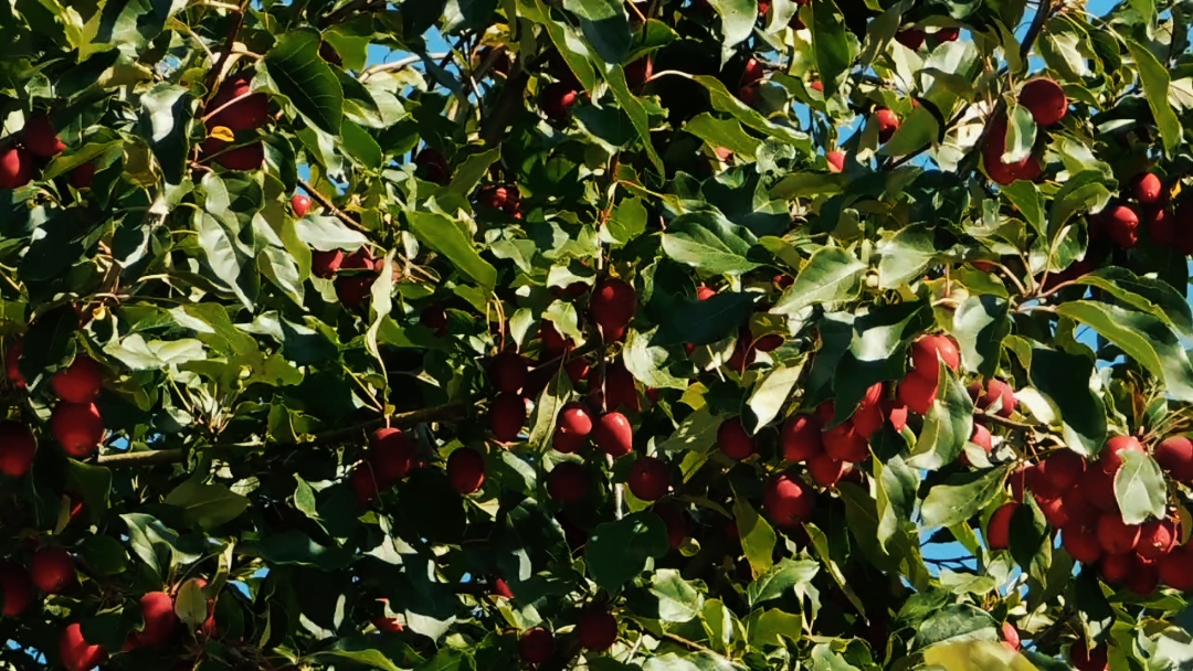 Harvest Time
