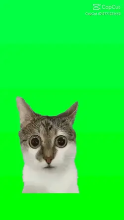 แมว