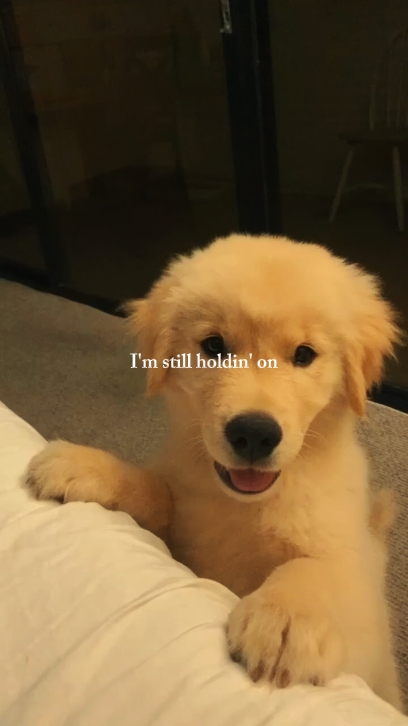 dog memories