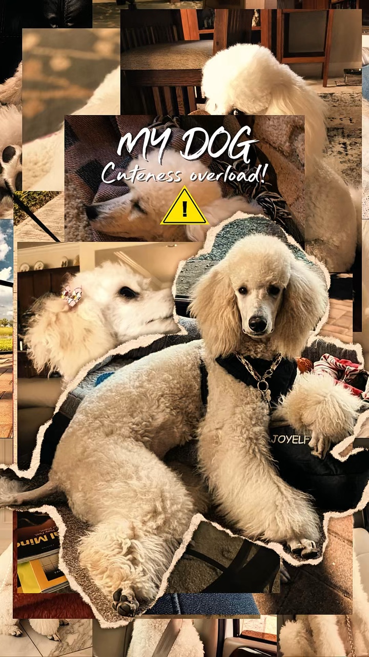 Cute Dog