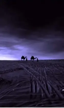 Arabian Night 
