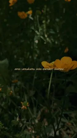 "Umut"