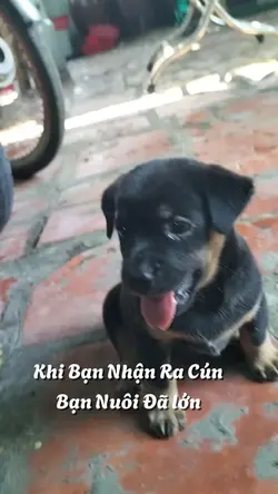 Trenk Cún Đã lớn