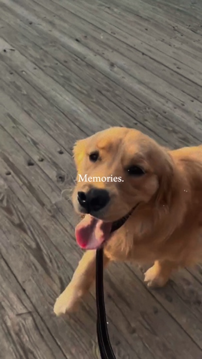 Recuerdos de mascotas 