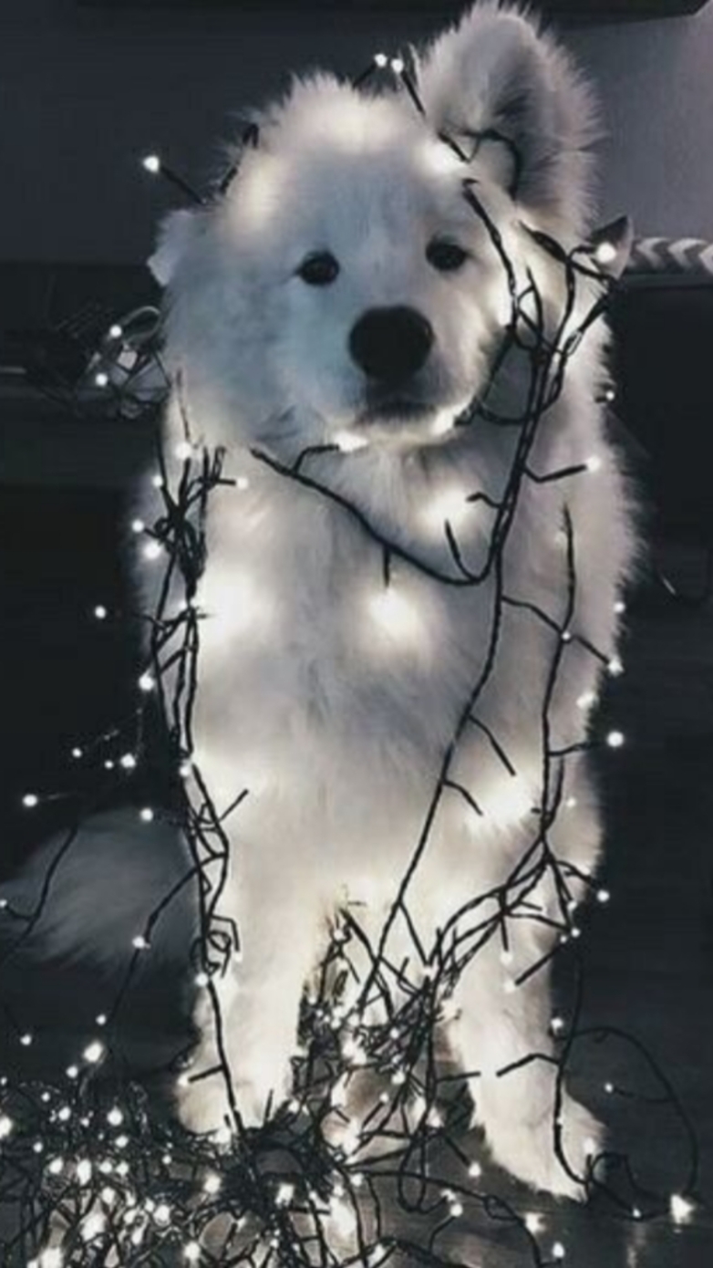 Weihnachten x2