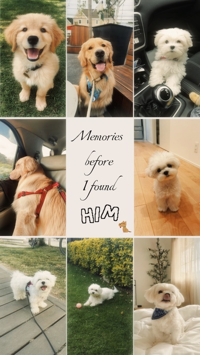 Recuerdos de perros