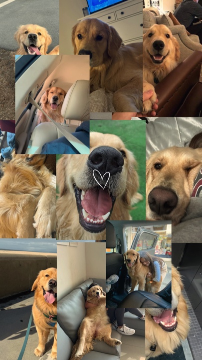 Mi perro
