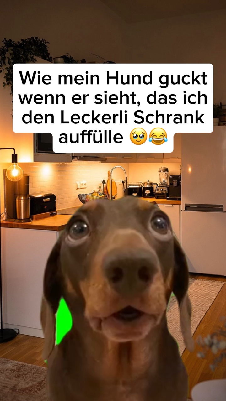 Hunde Meme 🐶