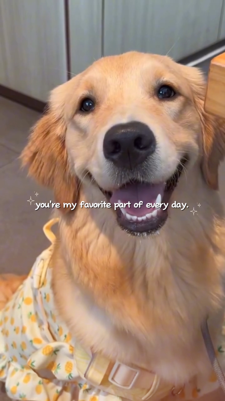 Cachorro: meu favorito