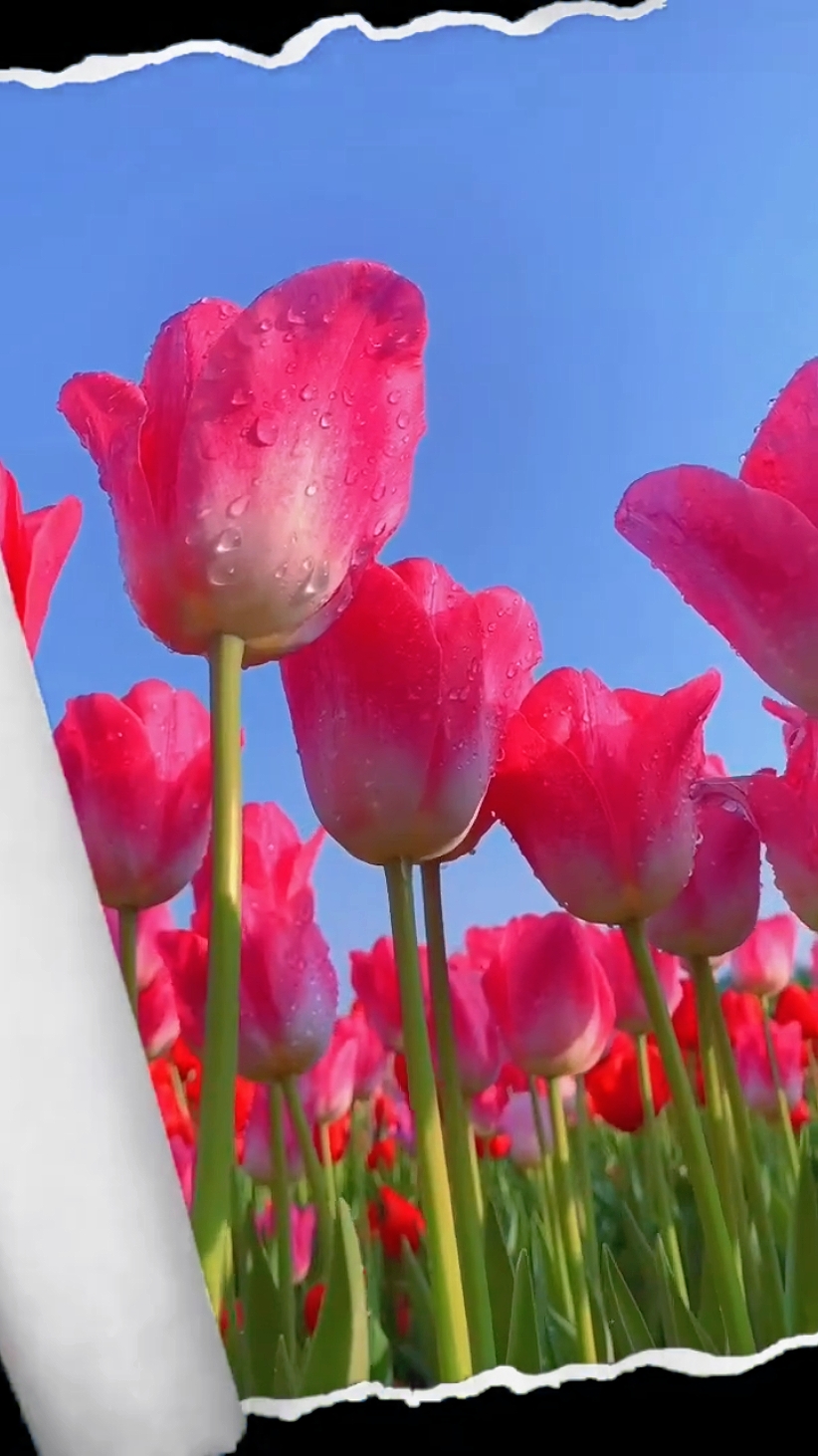 Sueños de tulipanes