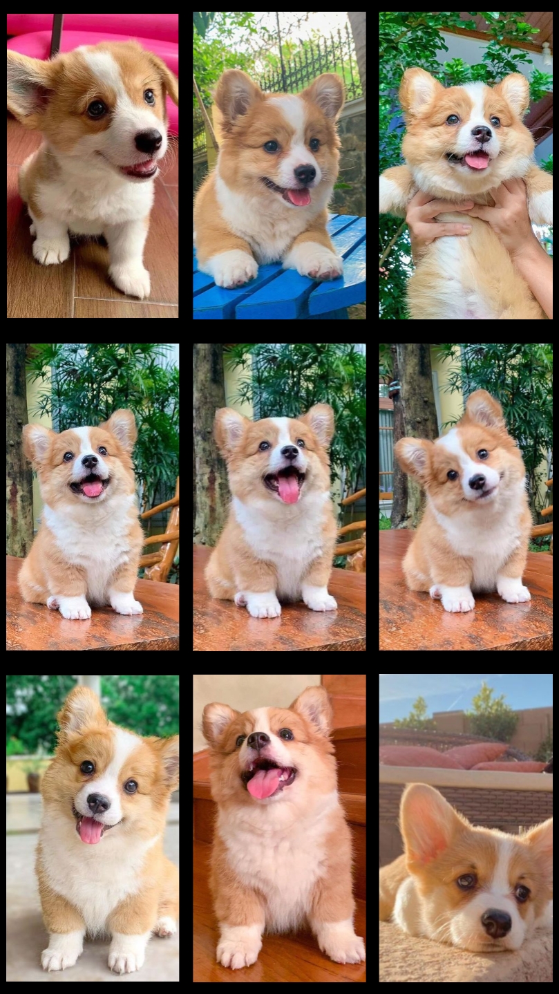 Fotos de collage