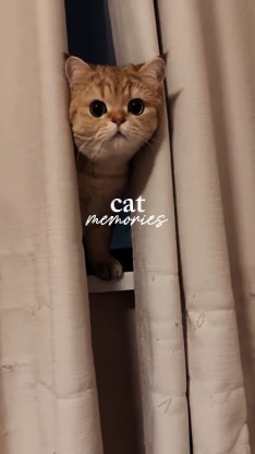 고양이 추억