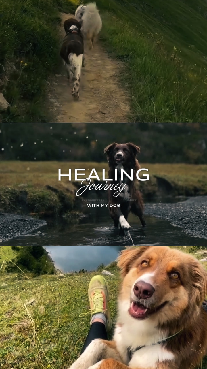 My Dog’s Adventure