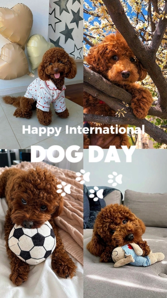 International Dogday