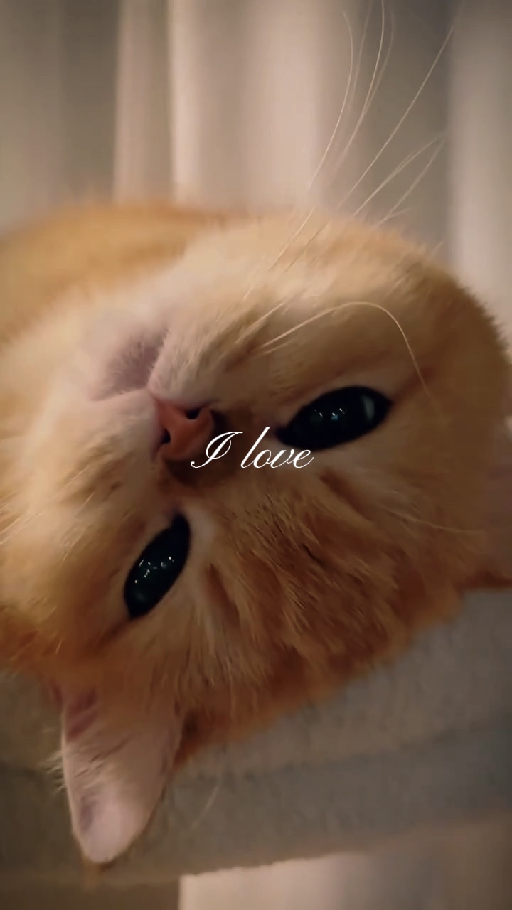 사랑 고양이