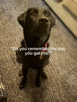 My little puppy