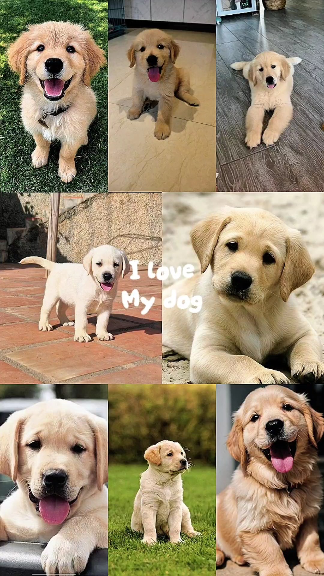 Eu amo meu cachorro