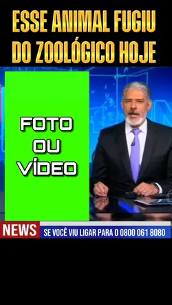 procurando animal