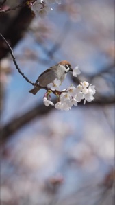 11 video Tanpa Filter