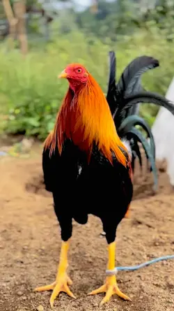 Story ayam