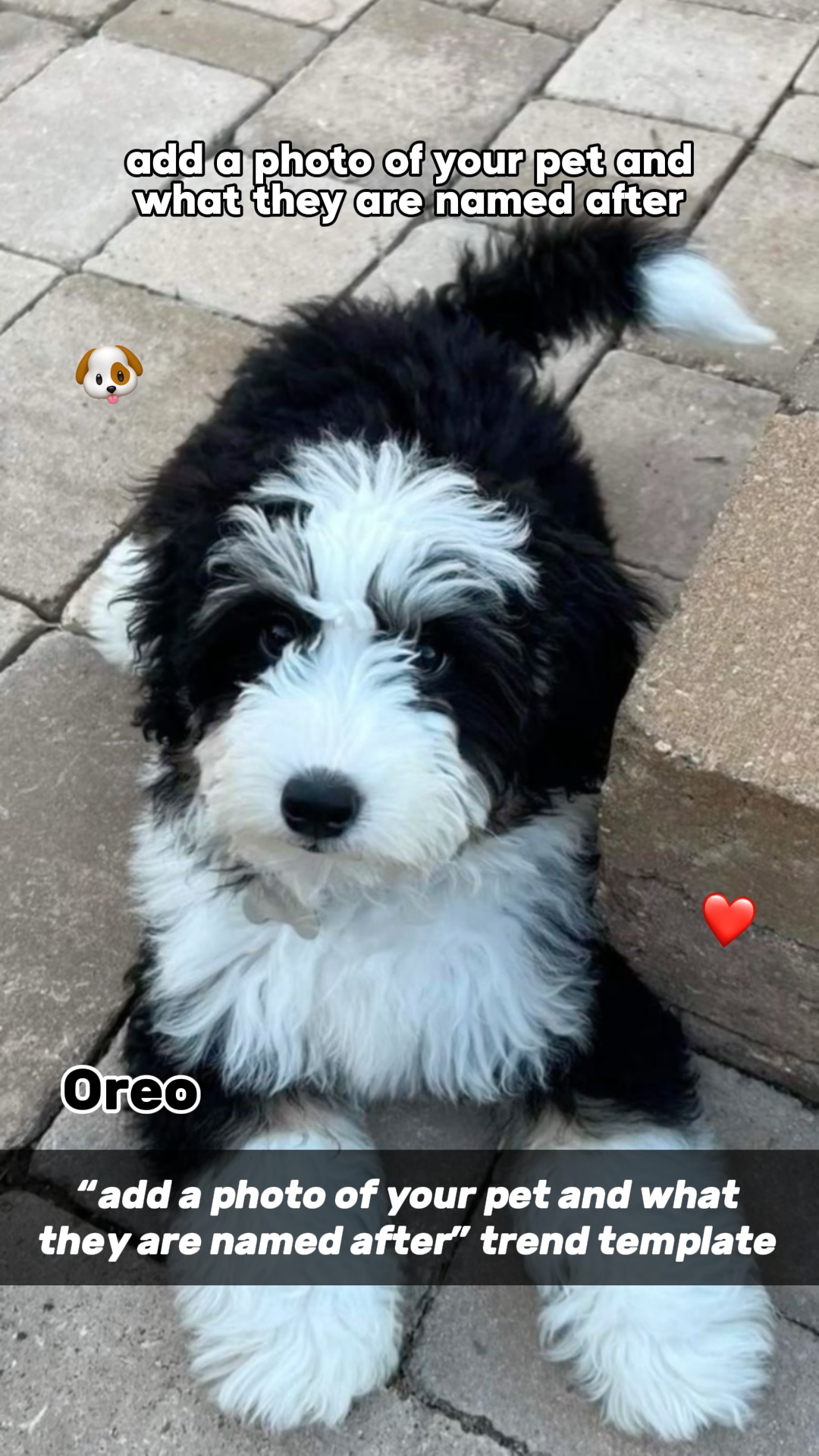 Nombre de la mascota