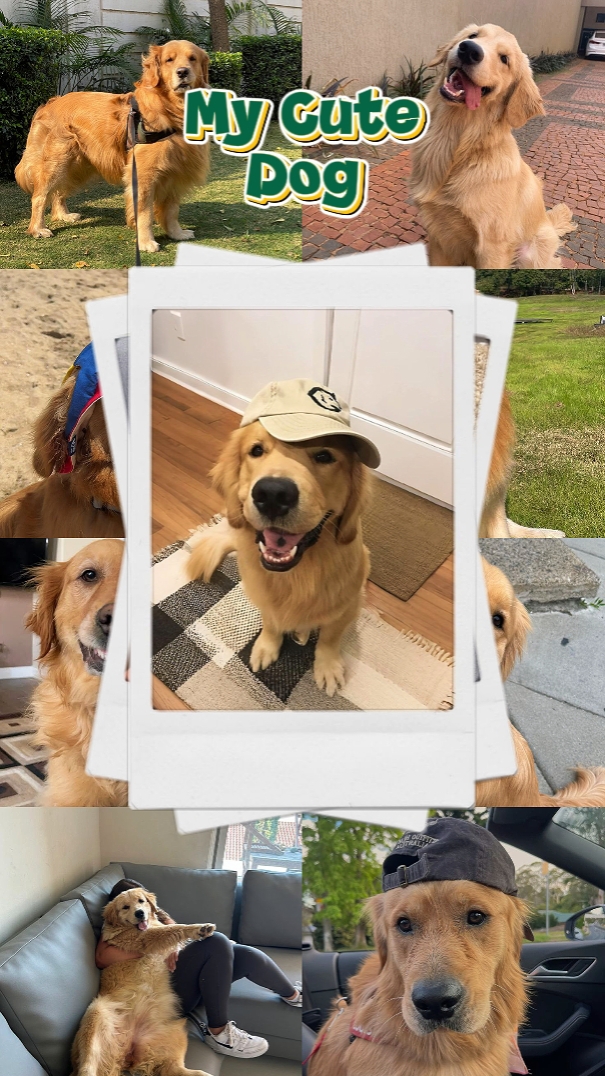 sevimli köpek
