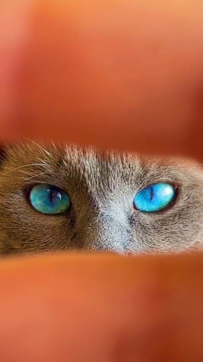 kucing tren mata samudra