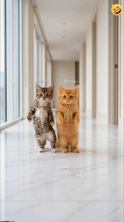 Kucing lucu