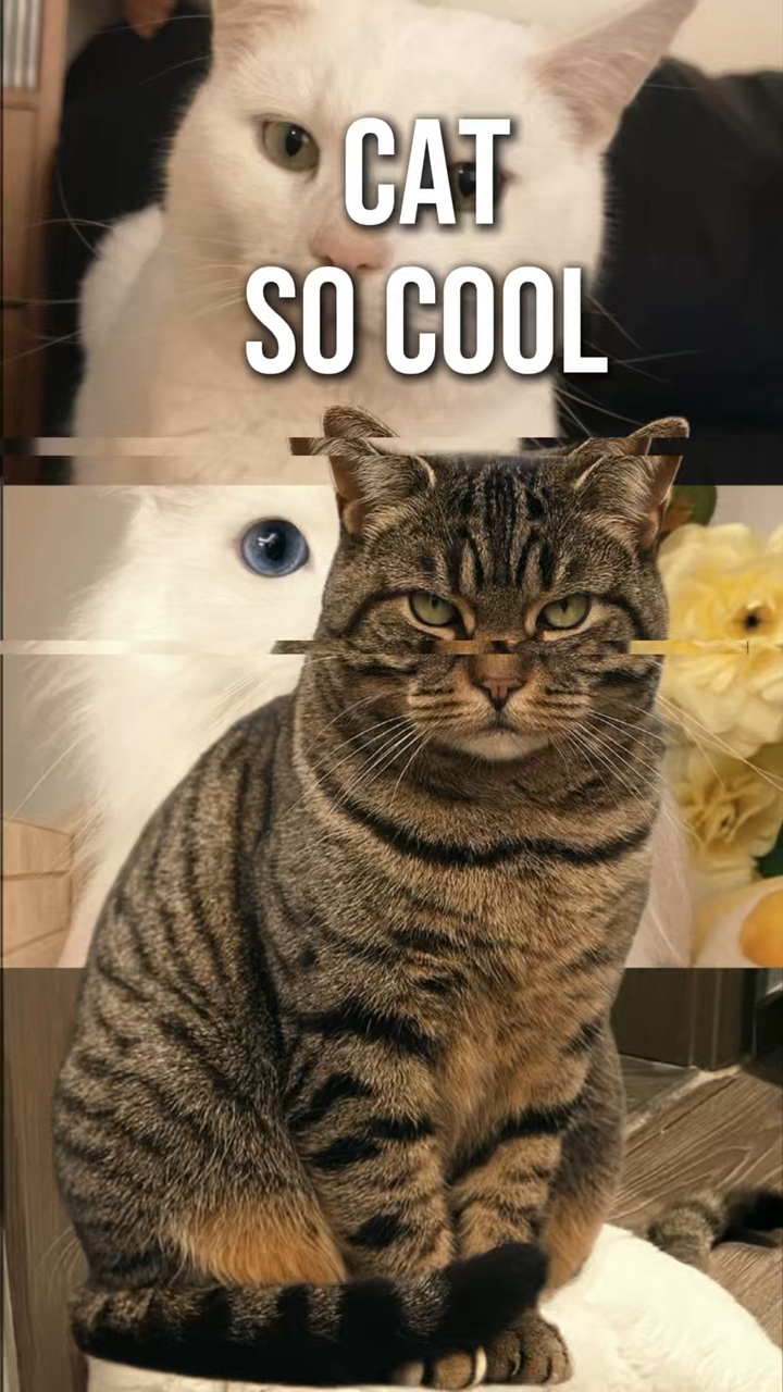 Cat so cool