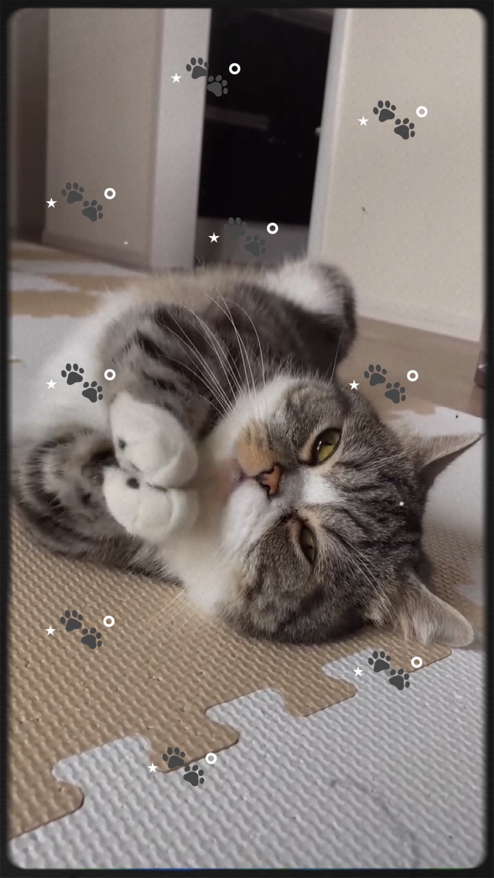 sevimli kedi